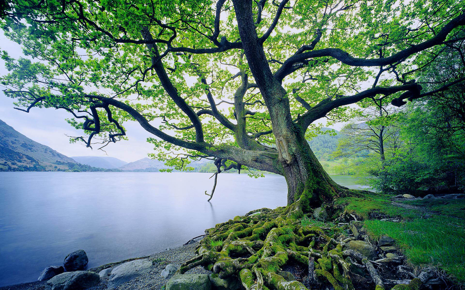 Sitting with his back to the great oak, sun upon his face and the river swift and wide before him, Yon tried to empty his mind