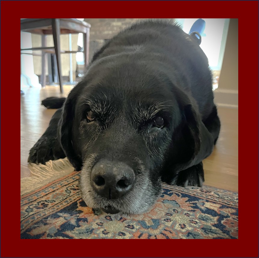 Lost Knowledge Mashup Pip Black Lab looking dejected