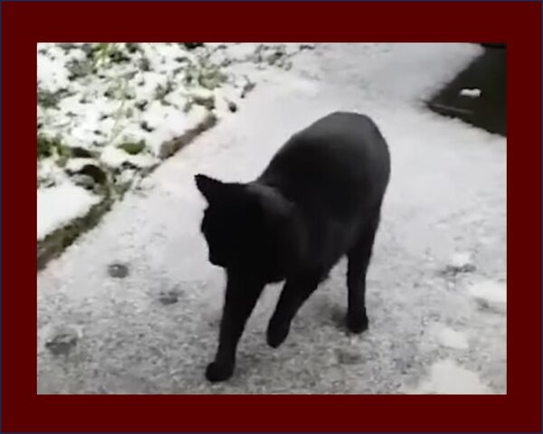 Lost Knowledge Mashup Black Cat gingerly walking on snowy walk