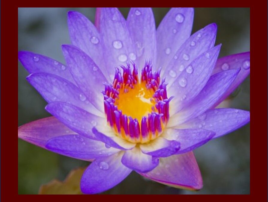 The Purple Lotus