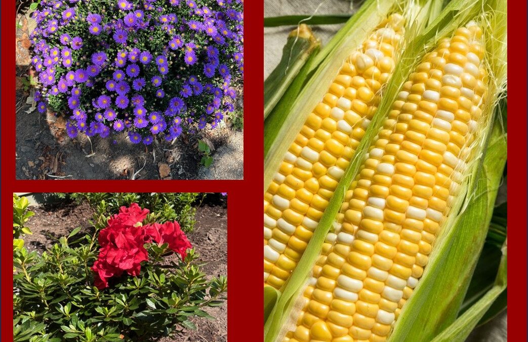 Gardening and Growing