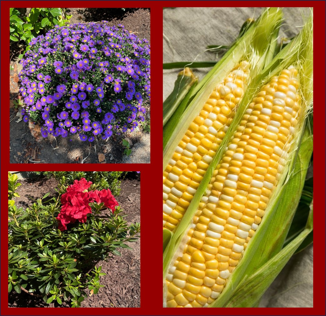 Red Azaelea, Purple Asters, and yellow corn on the cob