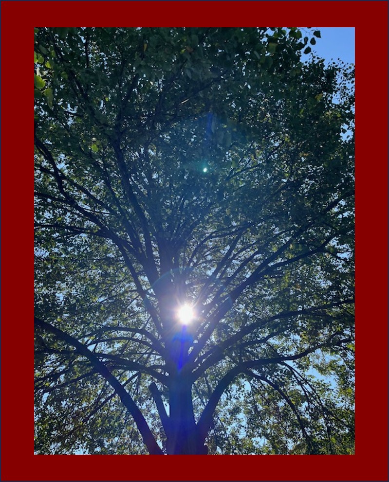 Lost Knowledge Mashup Sun Behind a Linden tree