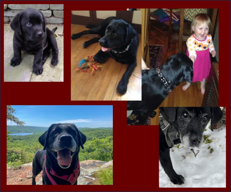Pictures of Pip Black Labrador Retriever from puppy to old age